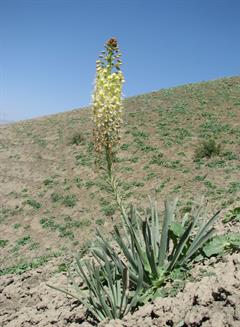 سریش لیمویی